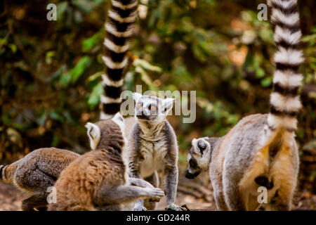 Madagascar lemurs, Johannesburg, South Africa, Africa Stock Photo