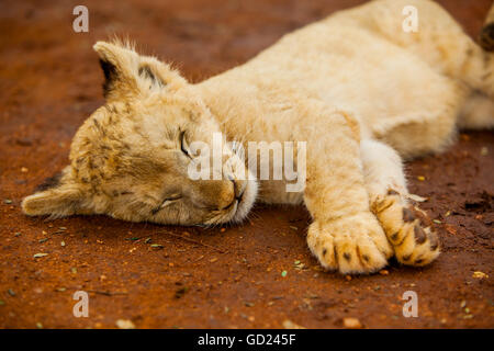 Baby lion at Kruger National Park, Johannesburg, South Africa, Africa Stock Photo