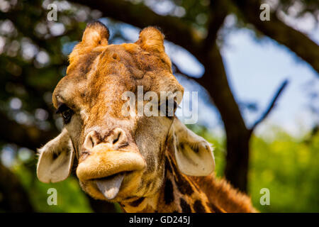 Giraffe making a funny face hi-res stock photography and images - Alamy
