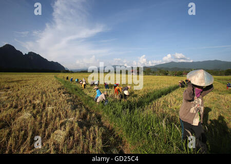Rice fields with stunning mountain back drop and farmers harvesting rice, Van Vieng, Vientiane Province, Laos, Indochina, Asia Stock Photo