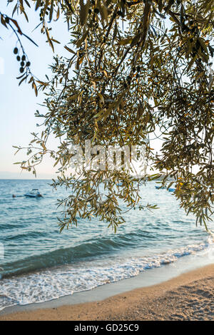 Olive trees in Sicily at sunrise Stock Photo - Alamy
