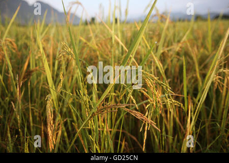 Close up of rice growing in a paddy field, Van Vieng, Vientiane Province, Laos, Indochina, Southeast Asia, Asia Stock Photo