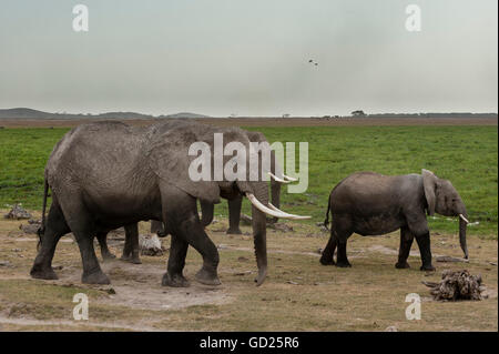 African elephants (Loxodonta africana), Amboseli National Park, Kenya, East Africa, Africa Stock Photo