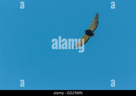 Bateleur eagle flying high against a blue sky background Stock Photo