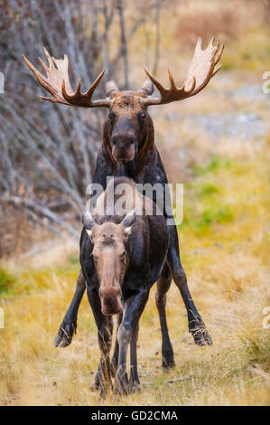 A bull moose in rut mating with a cow moose in Kincaid Park near the Toney Knowels Coastal Trail, Anchorage, Southcentral Alaska, autumn Stock Photo