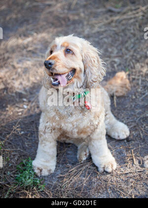 Cocker Spaniel Stock Photo