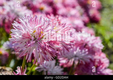 very hairy red and white daisy flowers Stock Photo