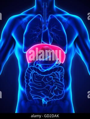 Human Diaphragm Anatomy Stock Photo: 104786444 - Alamy