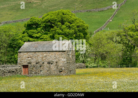 Stone barns in wildflower meadows, early summer, in Swaledale, near Muker, Yorkshire Dales National Park, UK. Stock Photo
