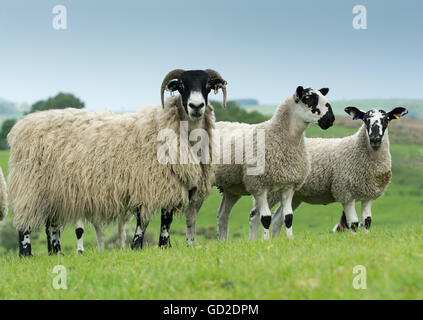 Hexham Blackface ewe with Mule lamb at foot. Northumberland, UK. Stock Photo