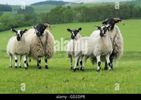 North of England mule lambs out of Blackface ewes. Northumberland, UK. Stock Photo