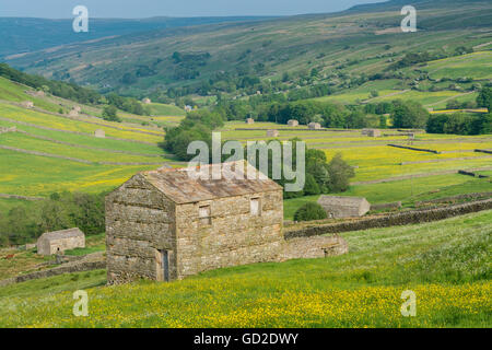 Looking down Swaledale from above Thwaite, with stonebarns in fields covered in buttercups. North Yorkshire, UK. Stock Photo