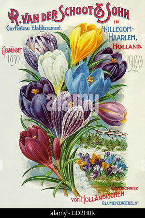 advertising,botany,flowers from Holland,bulb,catalogue,company R. van the Schoot & son,horticulture branch in Hillegom-Haarlem,Holland,company established in 1830,lithograph,Netherlands,1900,flower catalogue,flower catalog,exports,exportations,flower export,exporting,exportation,flower trade,sales catalogue for bulb plants,mail-order catalogue,mail-order catalogues,title illustration,cover,crocus,crocuses,Iridaceae,blossom,blossoms,blooming,flowering,bloom,early flowering plants,plant,plants,botany,floristry,floristics,Dut,Additional-Rights-Clearences-Not Available Stock Photo