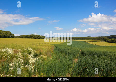 Oats and rapeseed crops in the rolling agricultural landscape of the Yorkshire wolds under a blue cloudy sky in summertime. Stock Photo