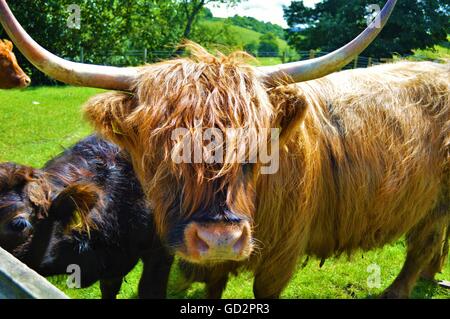 Highland Cows in Scotland Farm and Countryside Stock Photo