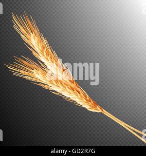 Wheat ears isolated. EPS 10 Stock Vector