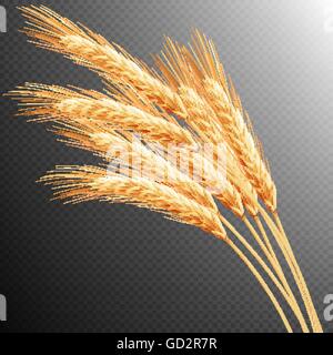 Wheat ears isolated. EPS 10 Stock Vector