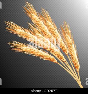 Wheat ears isolated. EPS 10 Stock Vector