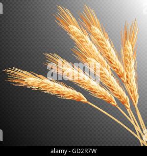 Wheat ears isolated. EPS 10 Stock Vector