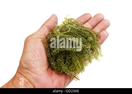 sea grapes or green caviar in human hand. Isolated on white with work paths. Stock Photo