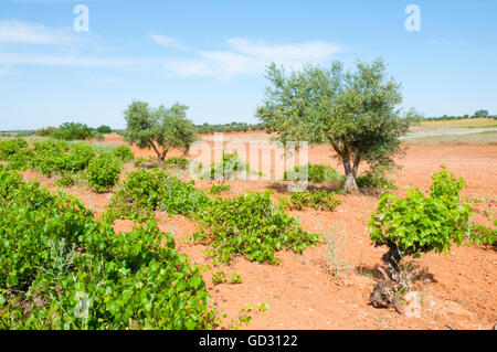 Vineyard and olive grove. Belmonte de Tajo, Madrid province, Spain. Stock Photo