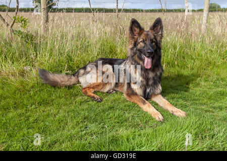 German Shepherd Dog laid on grass with his tongue out and his head up. Stock Photo