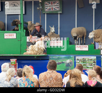 The Sheep Show performed by Richard Savory. Stock Photo
