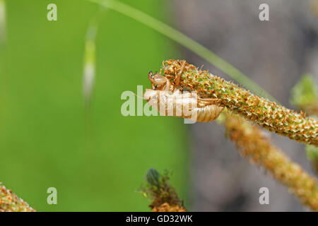 empty cicada shell or casing from a moulted cicada insect on grass in Italy hemiptera cicadidae by Ruth Swan Stock Photo