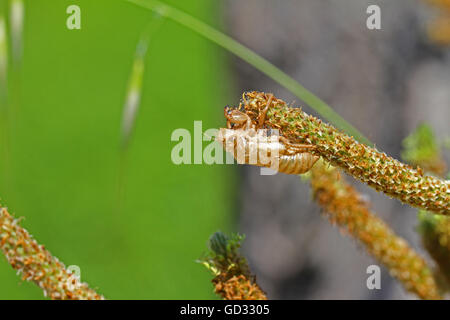 empty cicada shell or casing from a moulted cicada insect on grass in Italy hemiptera cicadidae by Ruth Swan Stock Photo