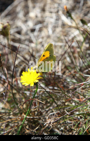 A Clouded Yellow butterfly (Colias croceus) on a yellow flower England UK Stock Photo