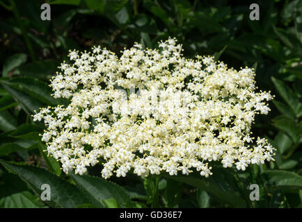 Elderflower sambucus nigra Stock Photo