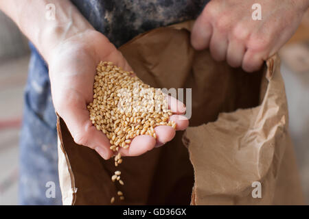 Man holding whole wheat grain in his hand spilling down Stock Photo