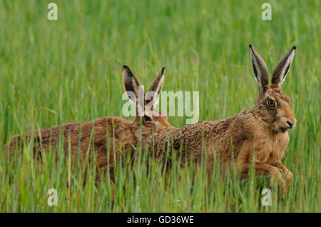 European Brown Hares  (Lepus europaeus) chase each other in a hay field. Islay, Inner Hebrides, Argyll, Scotland, UK. Stock Photo