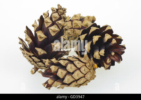 Three dry pine cones on the white background. Stock Photo