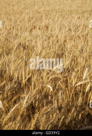Ukraine Rye Field field of rye in Ukraine Stock Photo - Alamy