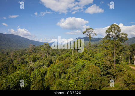 View over Maliau protected rainforest from the observation tower, Borneo, Sabah Malaysia Stock Photo