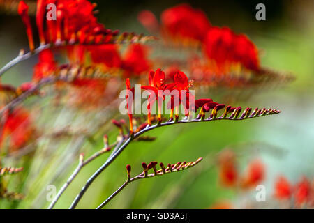 Red Crocosmia Lucifer Flowers in garden plant flower Stock Photo