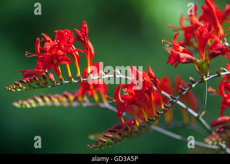 Crocosmia Lucifer Red flowers Crocosmias in full bloom, july Stock Photo