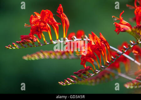 Crocosmia Lucifer Montbretia Stock Photo