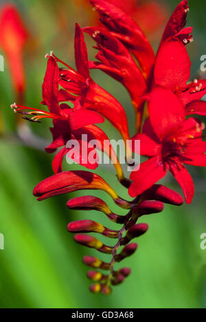 Crocosmia Lucifer Red flower Stock Photo