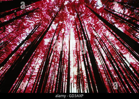 The forest canopy and evergreen trees viewed from the ground at Cascades national park, Washington. Stock Photo