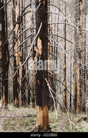 Recovering forest after extensive fire damage, near Wenatchee National Forest in Washington state. Stock Photo