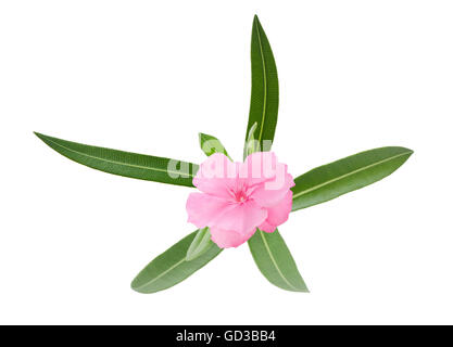 Oleander branch with leaves isolated on white Stock Photo
