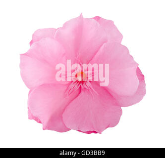 oleander flower isolated on white Stock Photo