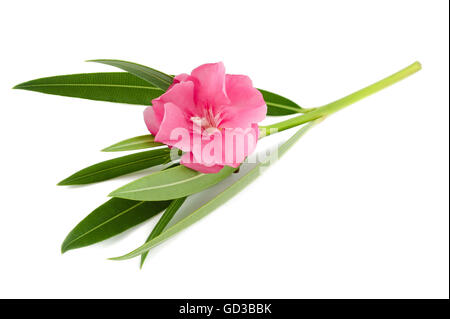 oleander flower and leaves isolated on white Stock Photo