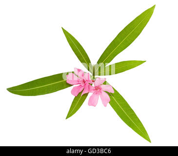 oleander flowers and leaves isolated on white Stock Photo