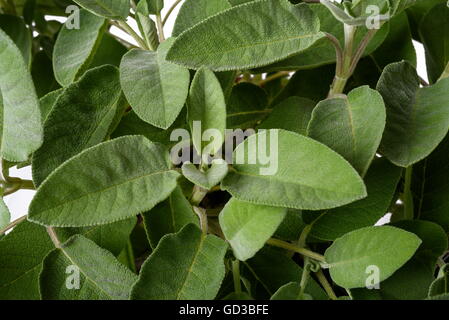 Sage plants (salvia officinalis) background, Stock Photo