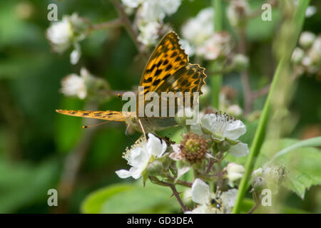 Silver-washed fritillary butterfly (Argynnis paphia) on bramble flowers, UK Stock Photo