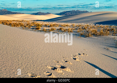 Desert Footprints Stock Photo