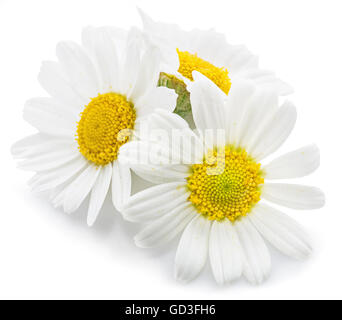 Chamomile or camomile flowers isolated on white background. Stock Photo
